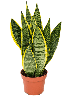 
                  
                    Sansevieria trifasciata 'Laurentii'
                  
                