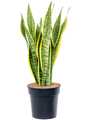 Sansevieria trifasciata 'Laurentii'