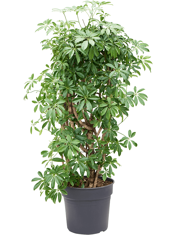 
                  
                    Schefflera arboricola 'Compacta'
                  
                