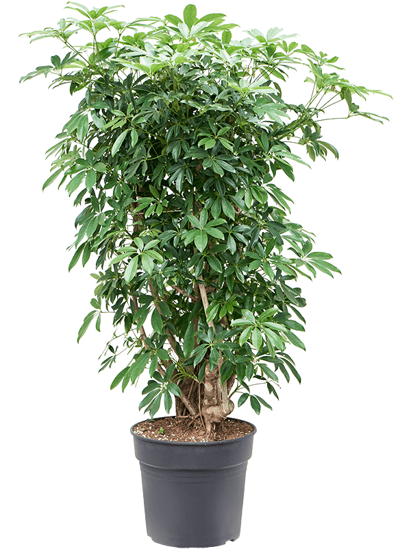 
                  
                    Schefflera arboricola 'Compacta'
                  
                