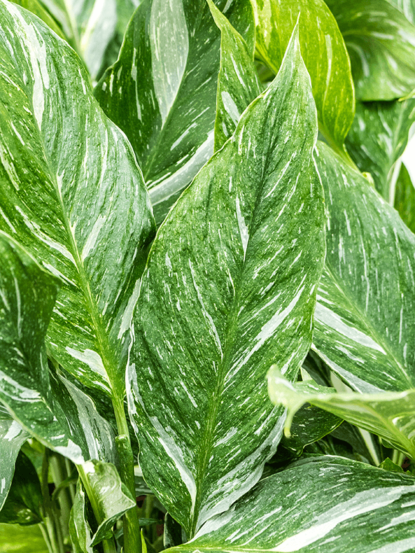 
                  
                    Spathiphyllum 'Diamond
                  
                