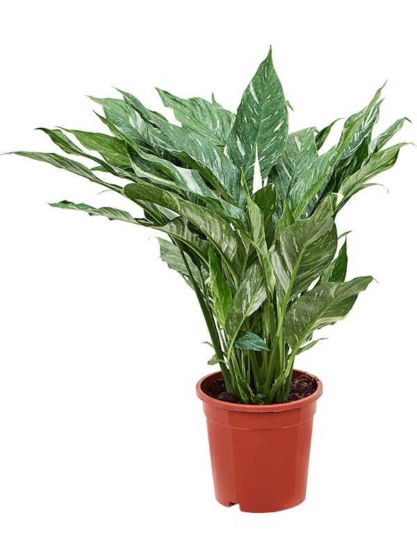 
                  
                    Spathiphyllum 'Diamond
                  
                