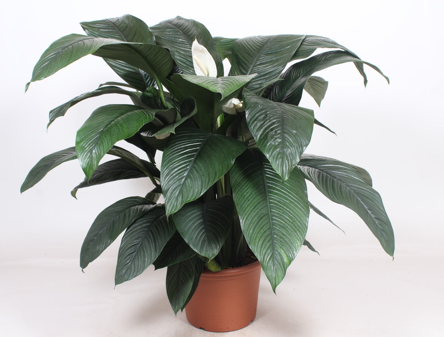 
                  
                    Spathiphyllum 'Sensation
                  
                