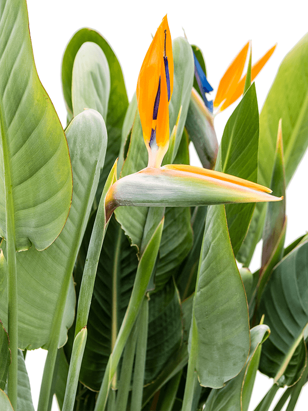 
                  
                    Strelitzia reginae, Oiseaux du paradis
                  
                