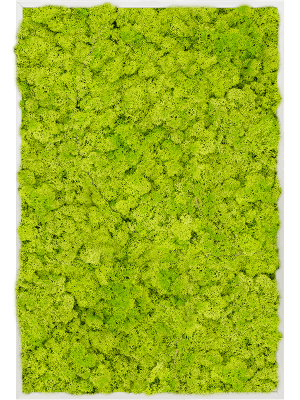 Tableaux de Mousse Naturelle végétale Stabilisés Lychen vert primtemps