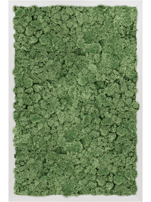 Tableaux de Mousse Naturelle végétale Stabilisé Lychen vert mousse