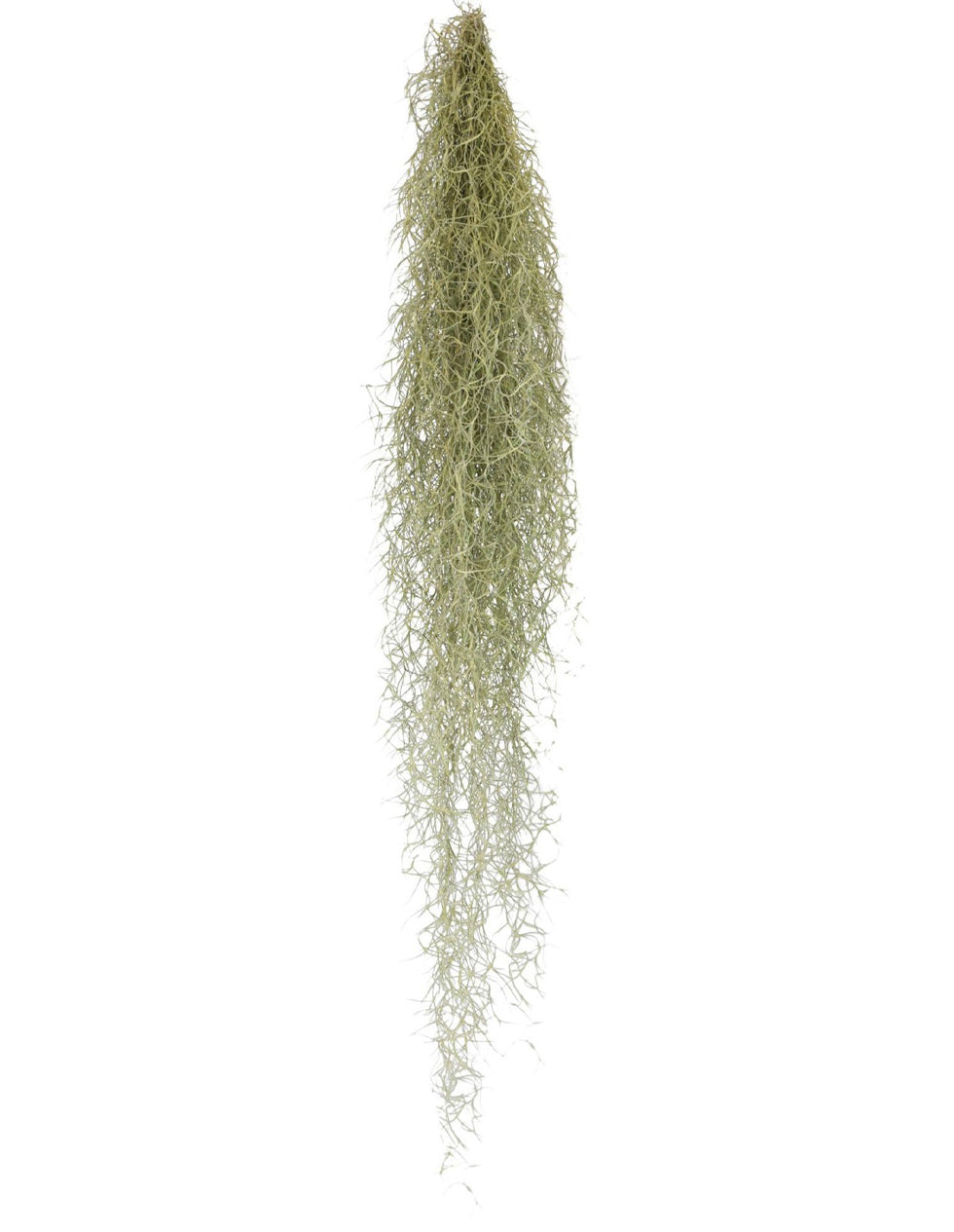 
                  
                    Tillandsia usneoides (Mousse espagnole)
                  
                