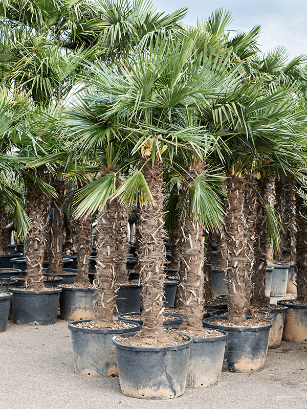 
                  
                    Trachycarpus Fortunei
                  
                