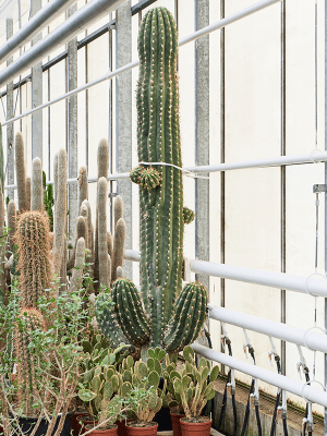 cactus Trichocereus terscheckii