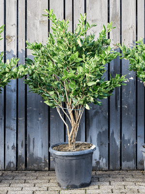 Troene Ligustrum japonicum 'Texanum'