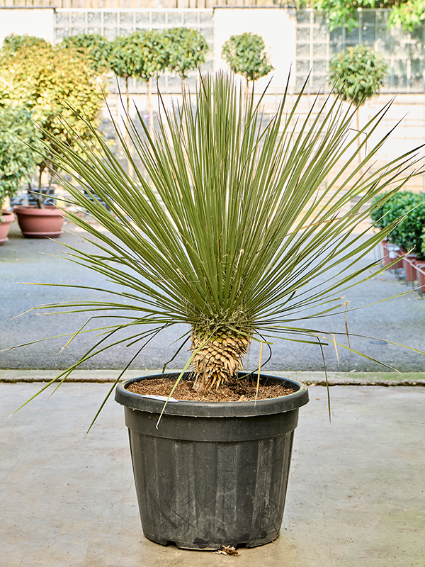 Yucca elata