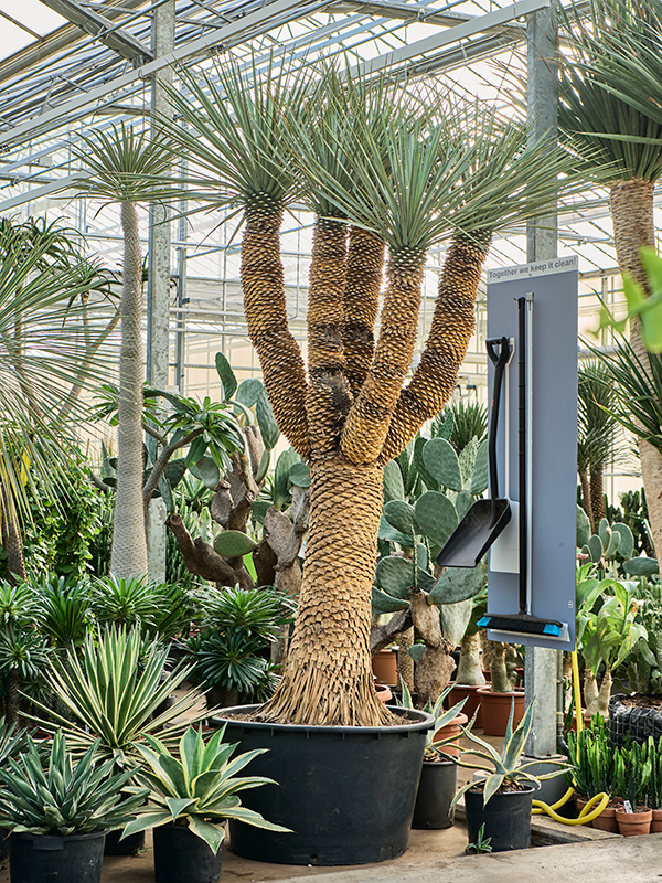 Yucca rigida