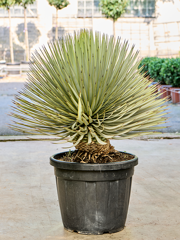 Yucca thompsoniana