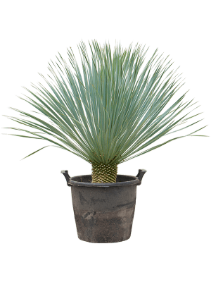 
                  
                    Yucca Rostrata
                  
                