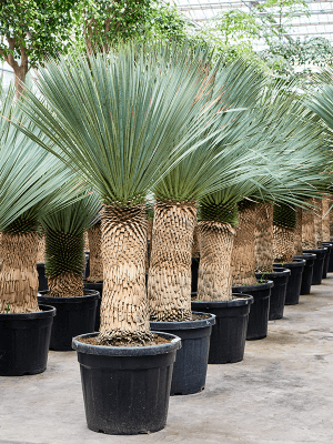 
                  
                    Yucca Rostrata
                  
                