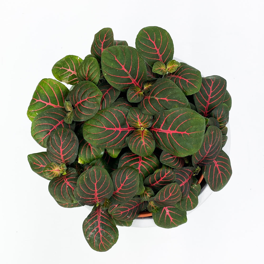 
                  
                    Fittonia
                  
                