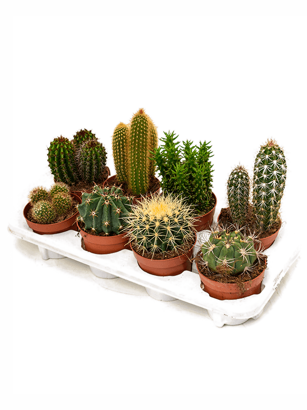 
                  
                    Mix mini cactus
                  
                