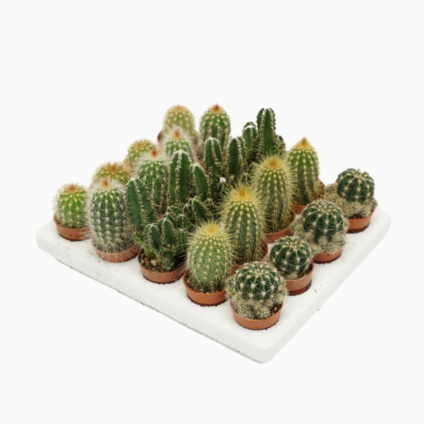 
                  
                    Mix mini cactus
                  
                