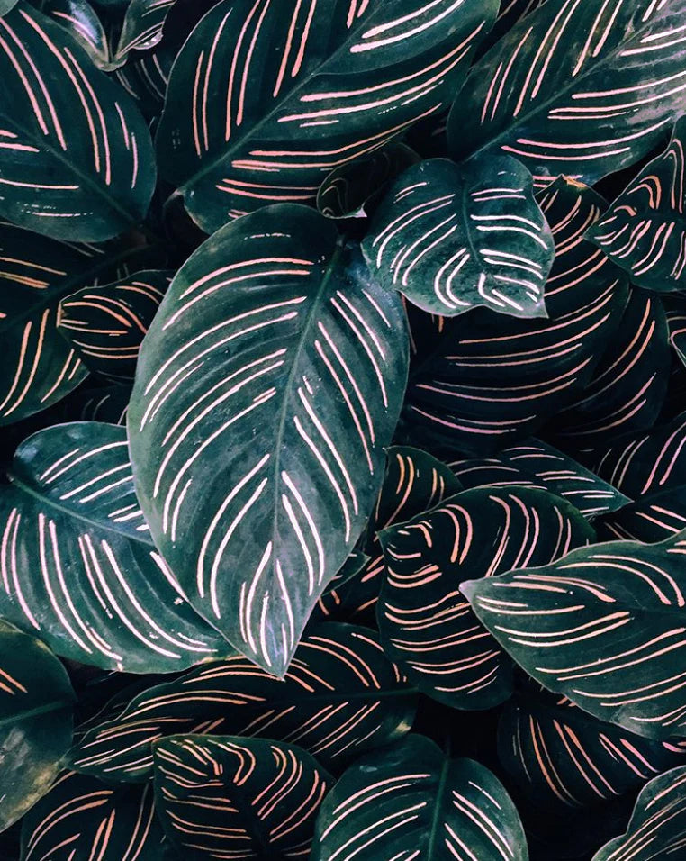 
                  
                    Calathea Ornata
                  
                