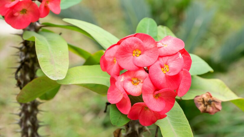 
                  
                    Euphorbia milii épines du christ
                  
                