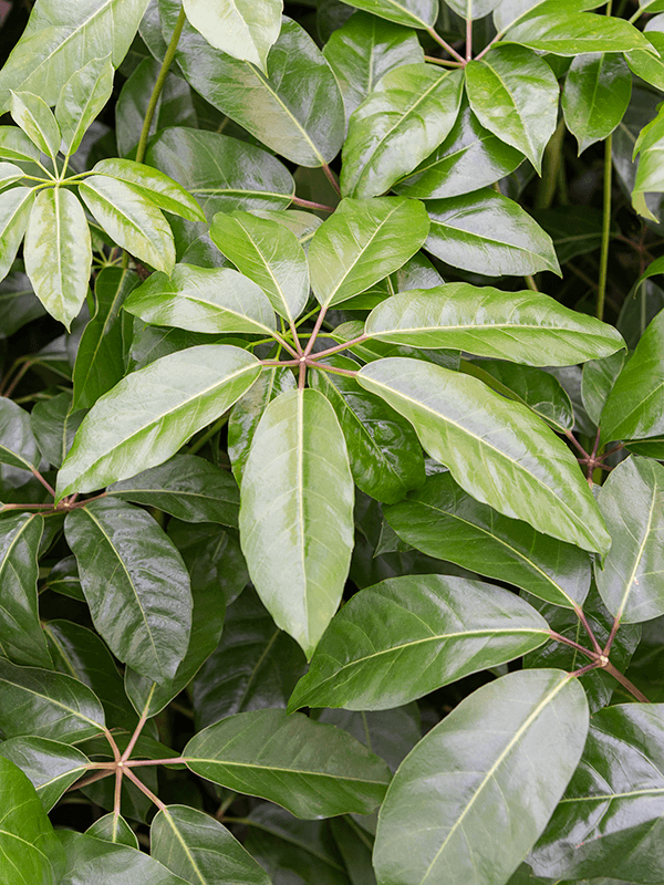 
                  
                    Schefflera actinophylla Amate
                  
                