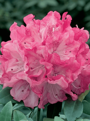 
                  
                    Rhododendron yakushimanum 'Anuschka'
                  
                