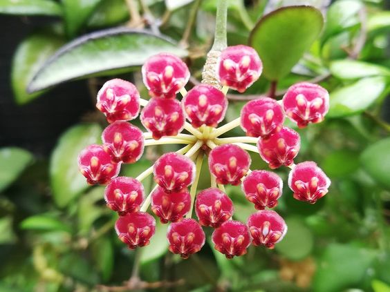 
                  
                    Hoya 'Rosita'
                  
                