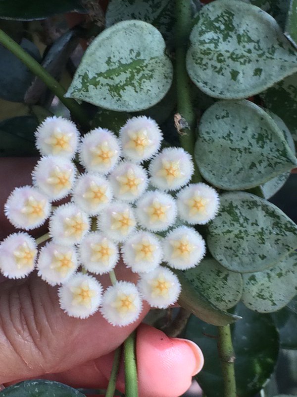 
                  
                    Hoya krohniana Eskimo
                  
                