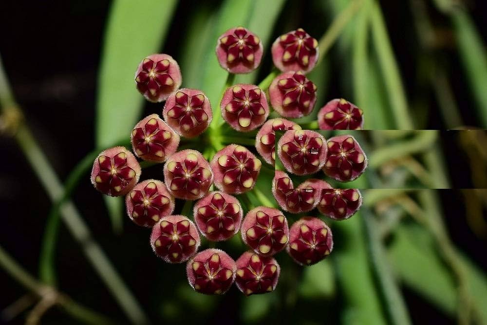 
                  
                    Hoya wayetii 'Tricolor'
                  
                