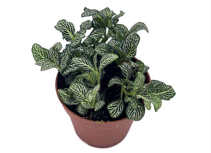 
                  
                    Fittonia
                  
                