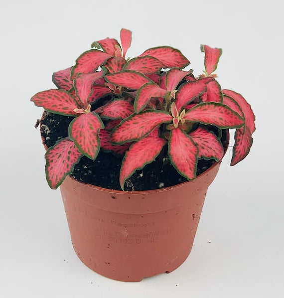 
                  
                    Fittonia
                  
                