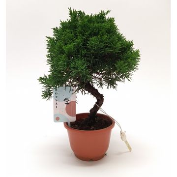 
                  
                    Bonsai Juniperus
                  
                