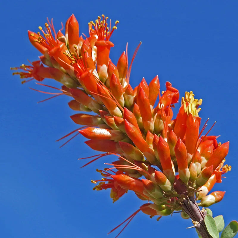 
                  
                    Ocotillo Fouquieria splendens
                  
                