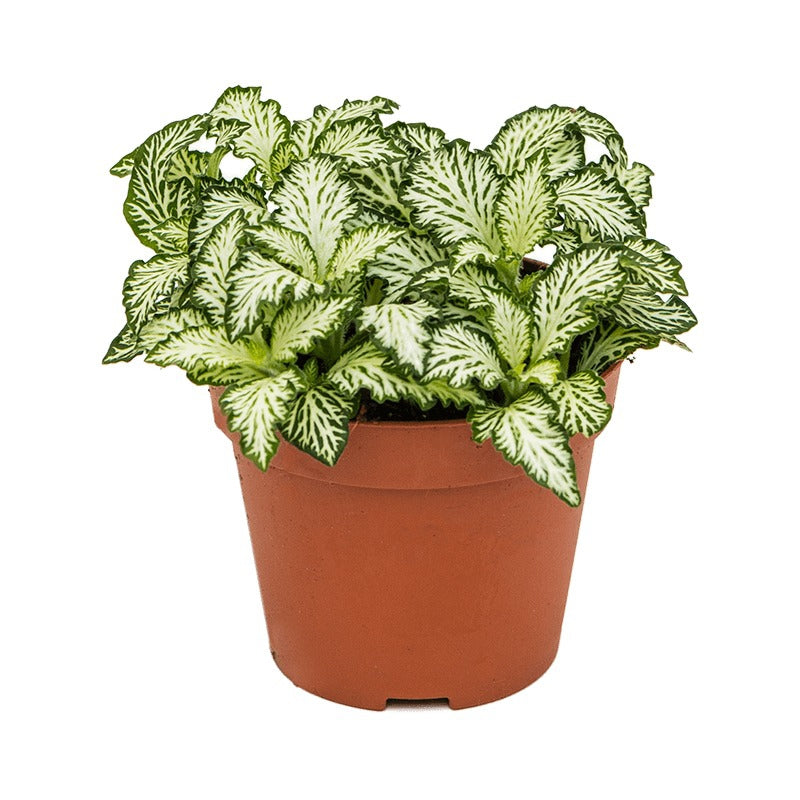 
                  
                    Fittonia
                  
                