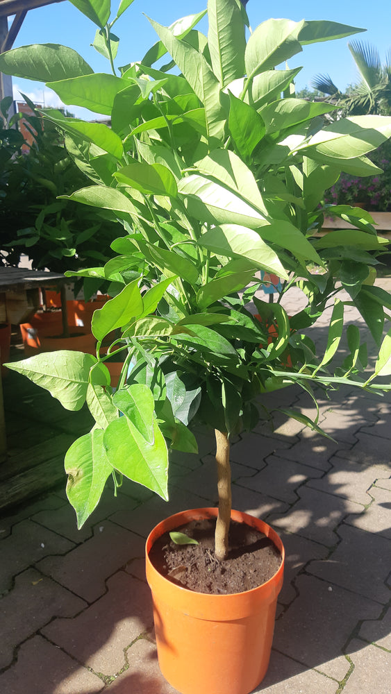 
                  
                    Oranger citrus Sinensis Arancio Sicilien
                  
                