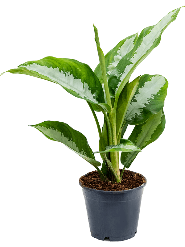 
                  
                    Aglaonema Diamond Bay
                  
                