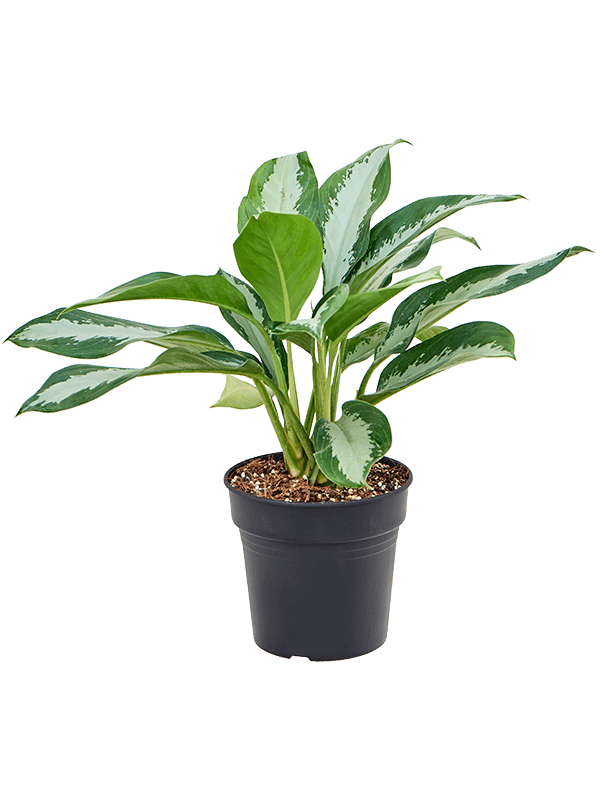 
                  
                    Aglaonema Diamond Bay
                  
                