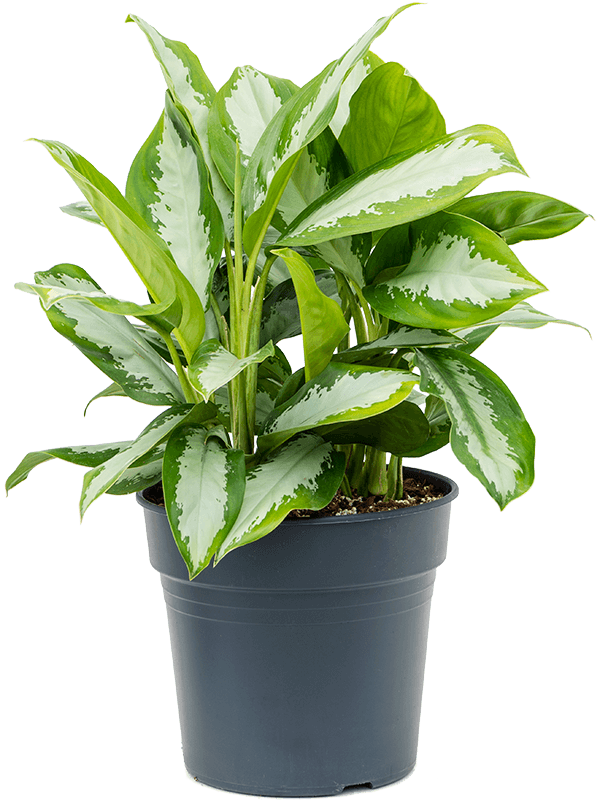 
                  
                    Aglaonema Diamond Bay
                  
                