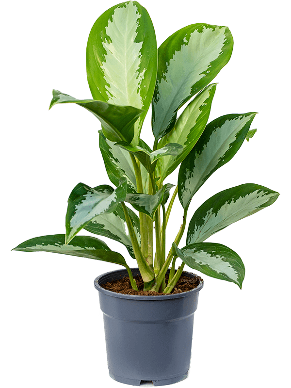 Aglaonema Diamond Bay