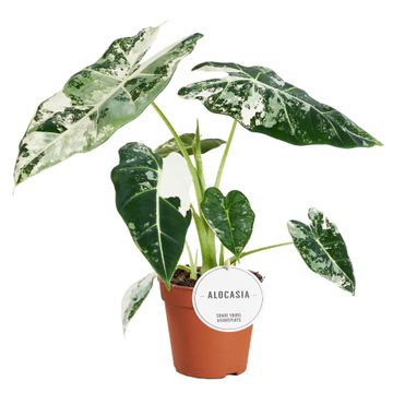 Alocasia Frydek Variegat