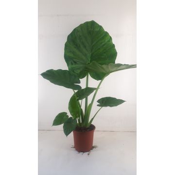 
                  
                    Alocasia Macrorrhizos
                  
                