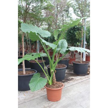 
                  
                    Alocasia Macrorrhizos
                  
                