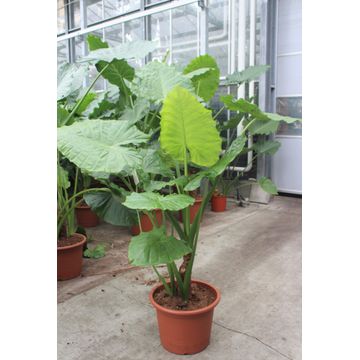 
                  
                    Alocasia Macrorrhizos
                  
                