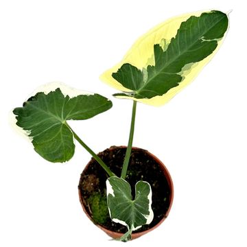 Alocasia Mickey Mouse