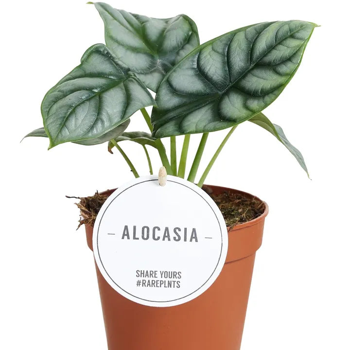 
                  
                    Alocasia Silver Dragon
                  
                