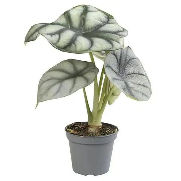 un Alocasia silver dragon  a feuilles blanchatre et verte en substrat dans son pot noir de croissance  vendu en ligne par la jardinerie Natura Béziers Hérault 