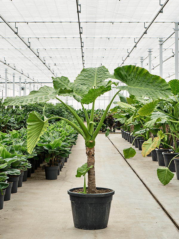 
                  
                    Alocasia Macrorrhizos
                  
                