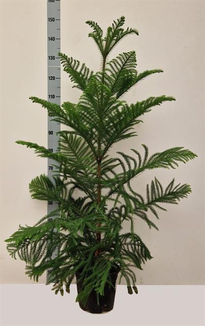 
                  
                    Araucaria heterophylla pin de Norfolk
                  
                