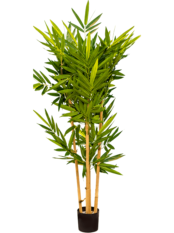 
                  
                    Bambou artificiel
                  
                