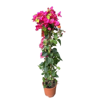 
                  
                    Bougainvillier
                  
                